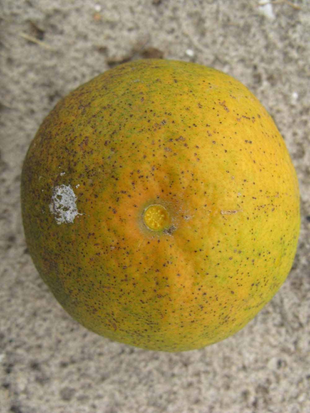            Fruit (Winter Haven, FL)   